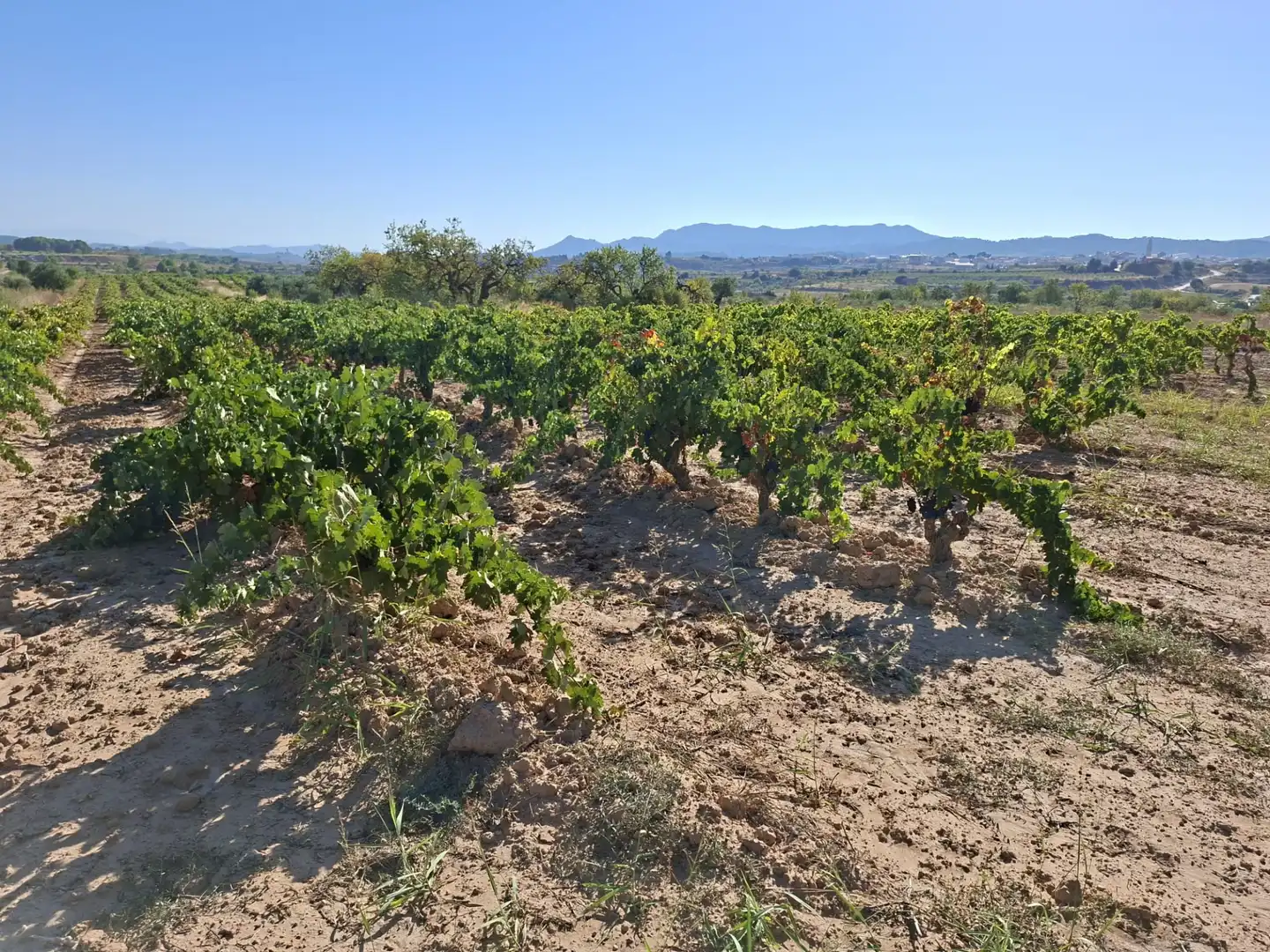 Terreno rustico in vendita a Avinguda d'Aragó 37, imagen 9