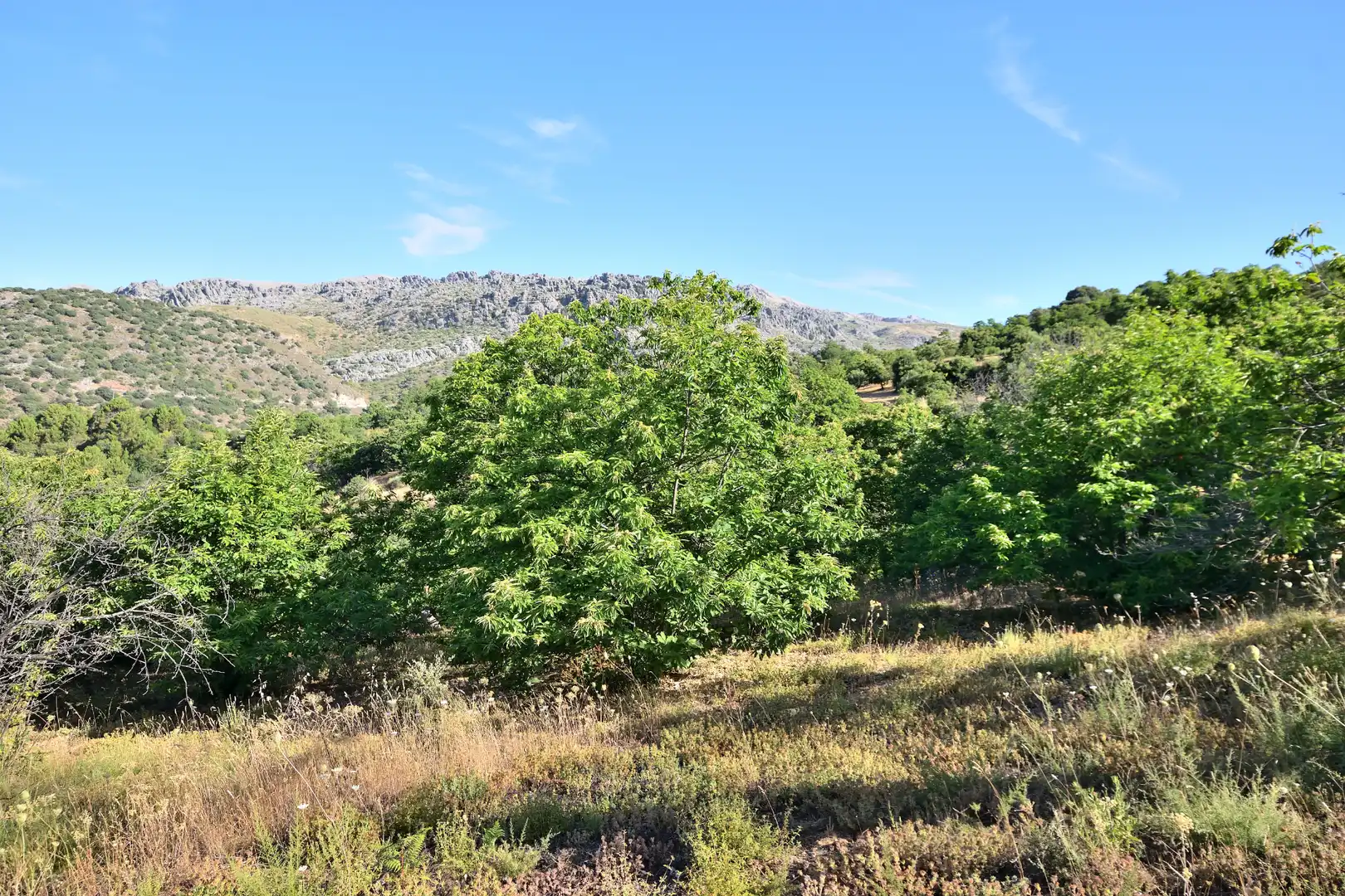 Terreno en venta en Calle Padre Francisco Rodríguez Gallego, 29, Cartajima