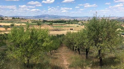 FINCA RÚSTICA  CON OLIVOS