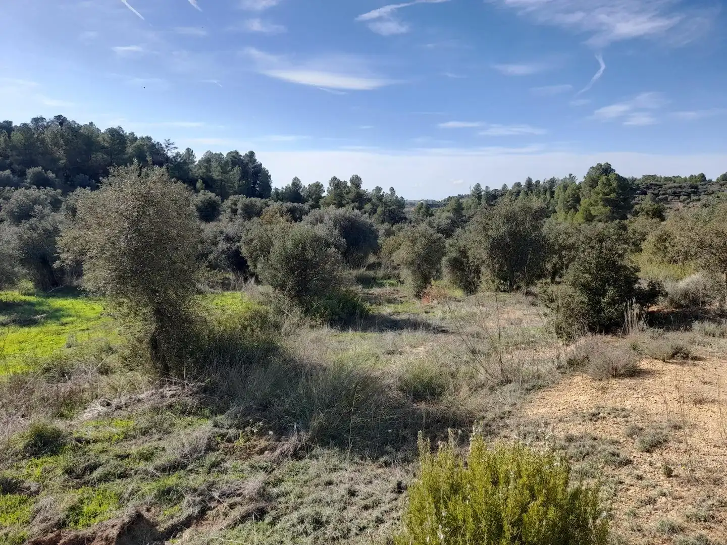 Land for sale in La Palma d'Ebre