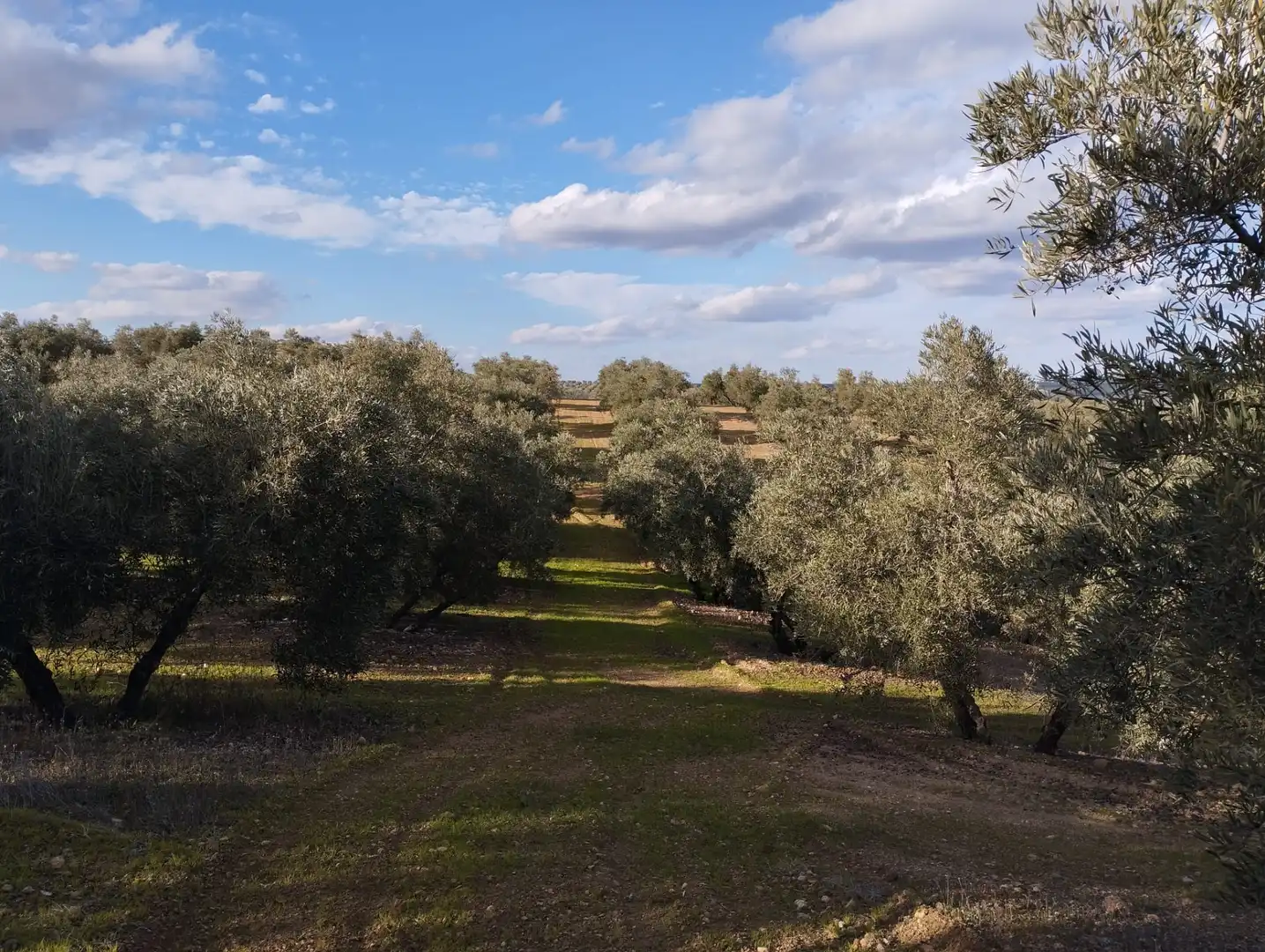 Rural land for sale in Calle Río Anzur, imagen 16