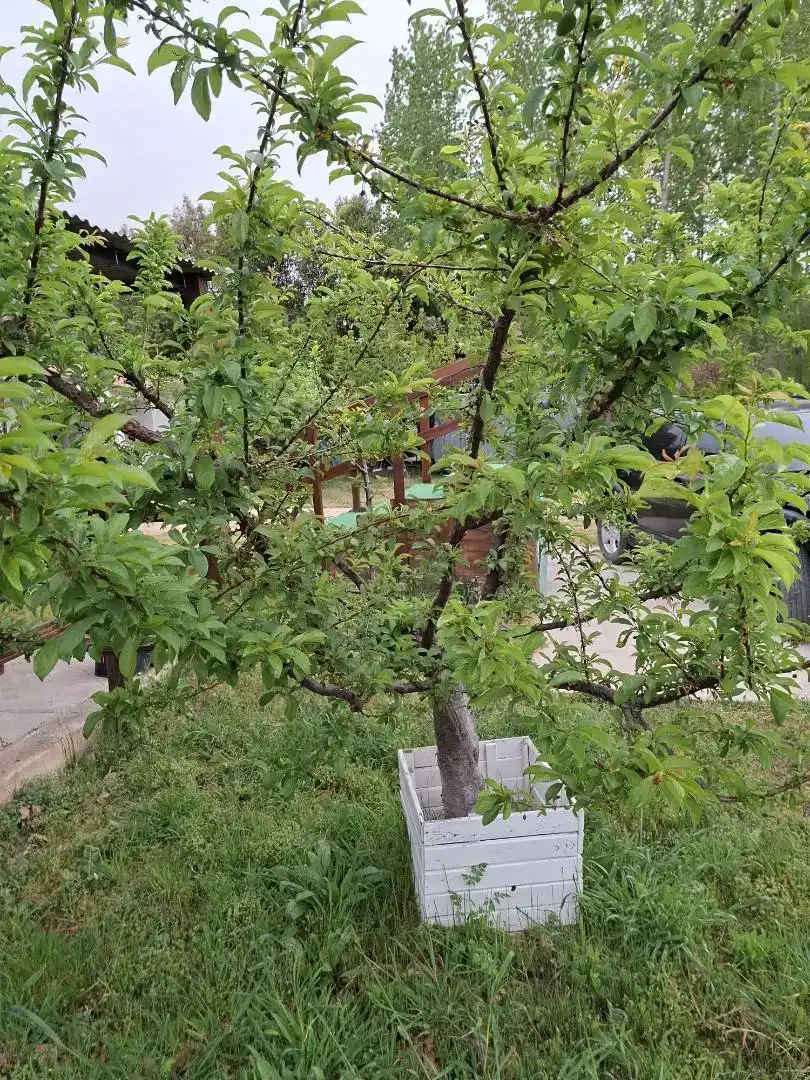 Jardí de Finca rústica en venda en Tarazona
