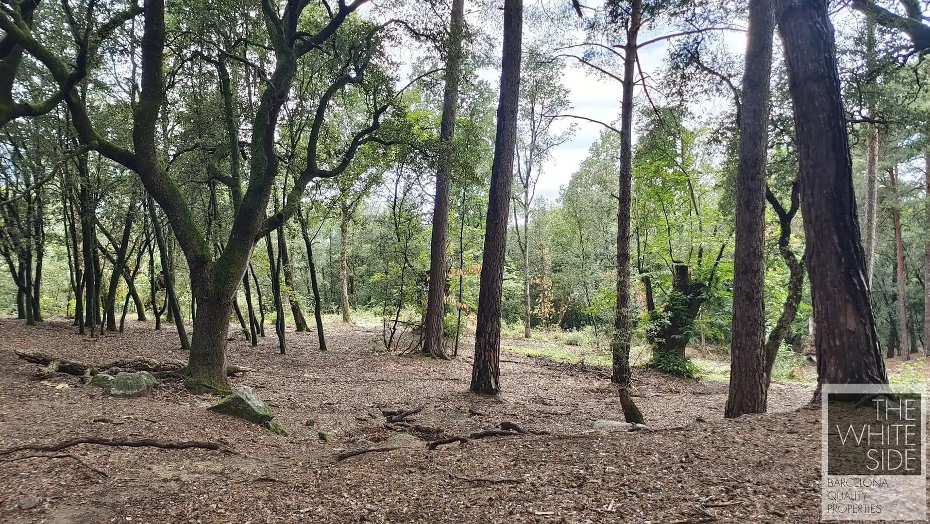 Terrenos y solares en venta en Viladrau, imagen 25