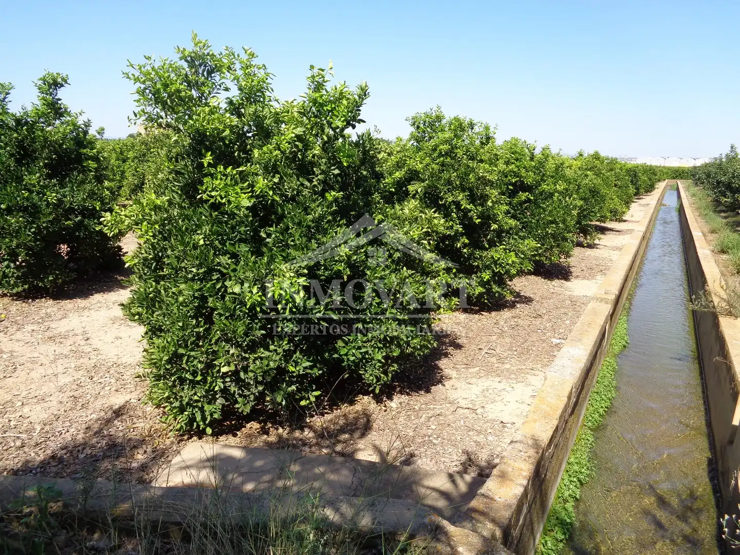 Rural land for sale in Sollana