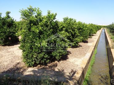 Terreno rustico in vendita a Sollana