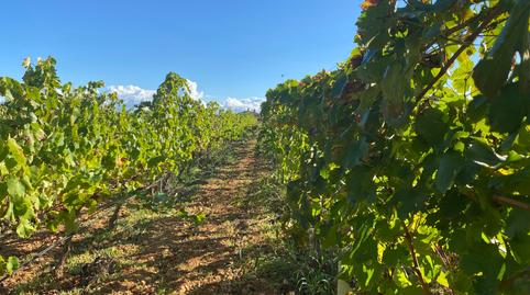 Foto 2 de Casa o chalet de alquiler en Santa María del Camí, Illes Balears