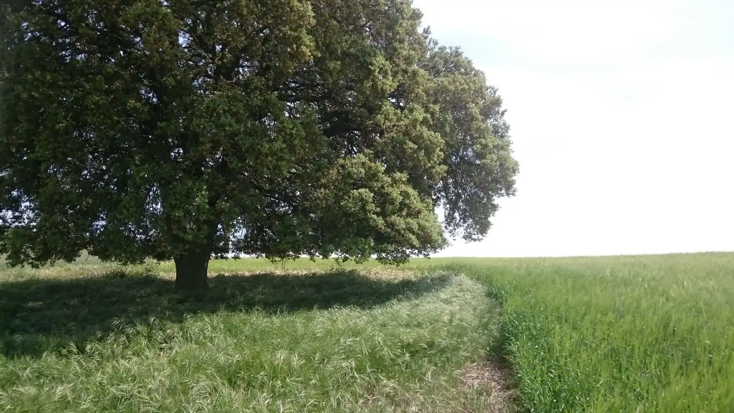 Finca rústica en venta en GURREA DE GALLEGO, Gurrea de Gállego