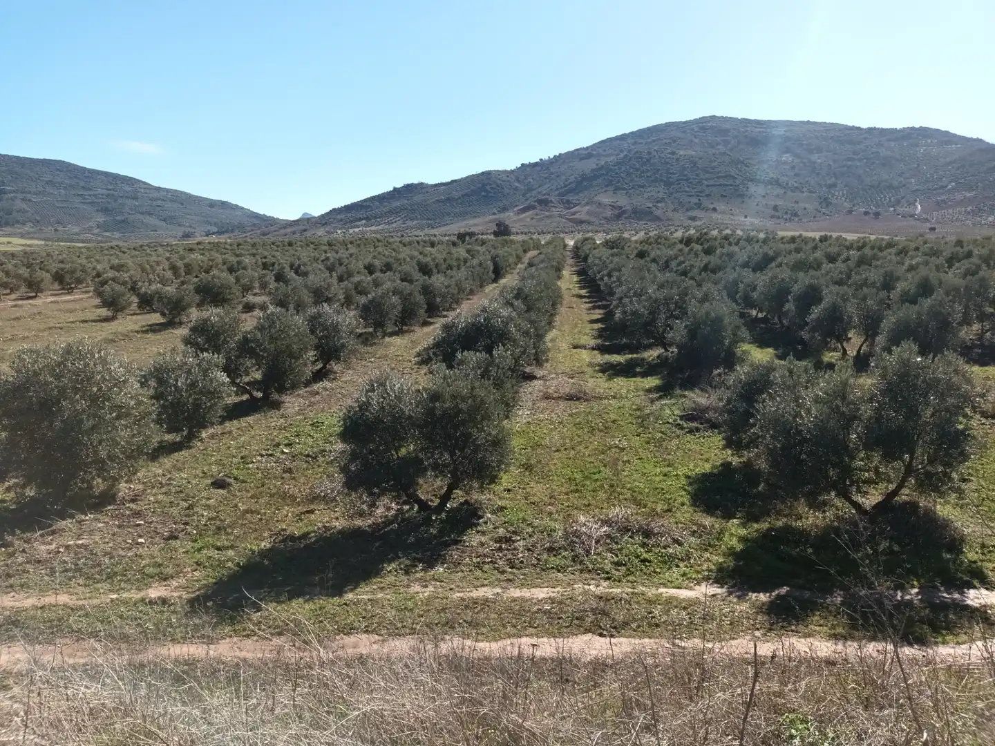 Land for sale in Villapalacios