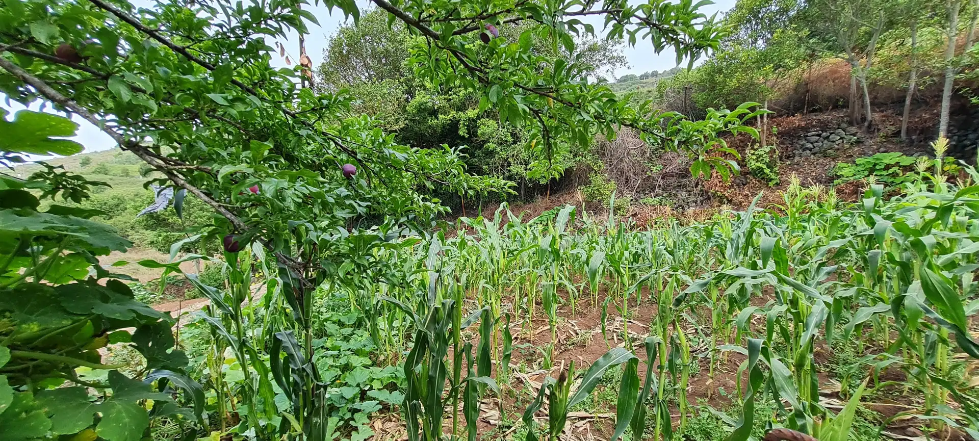 Finca rústica en venda a Icod de los Vinos pueblo