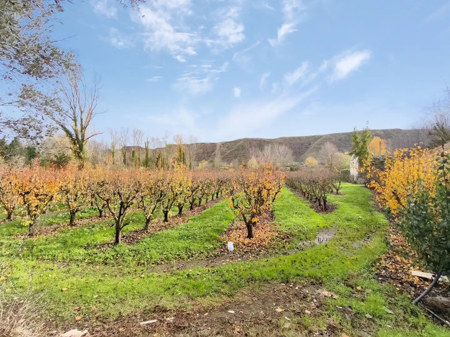 Casa o chalet en venta en Albelda de Iregua