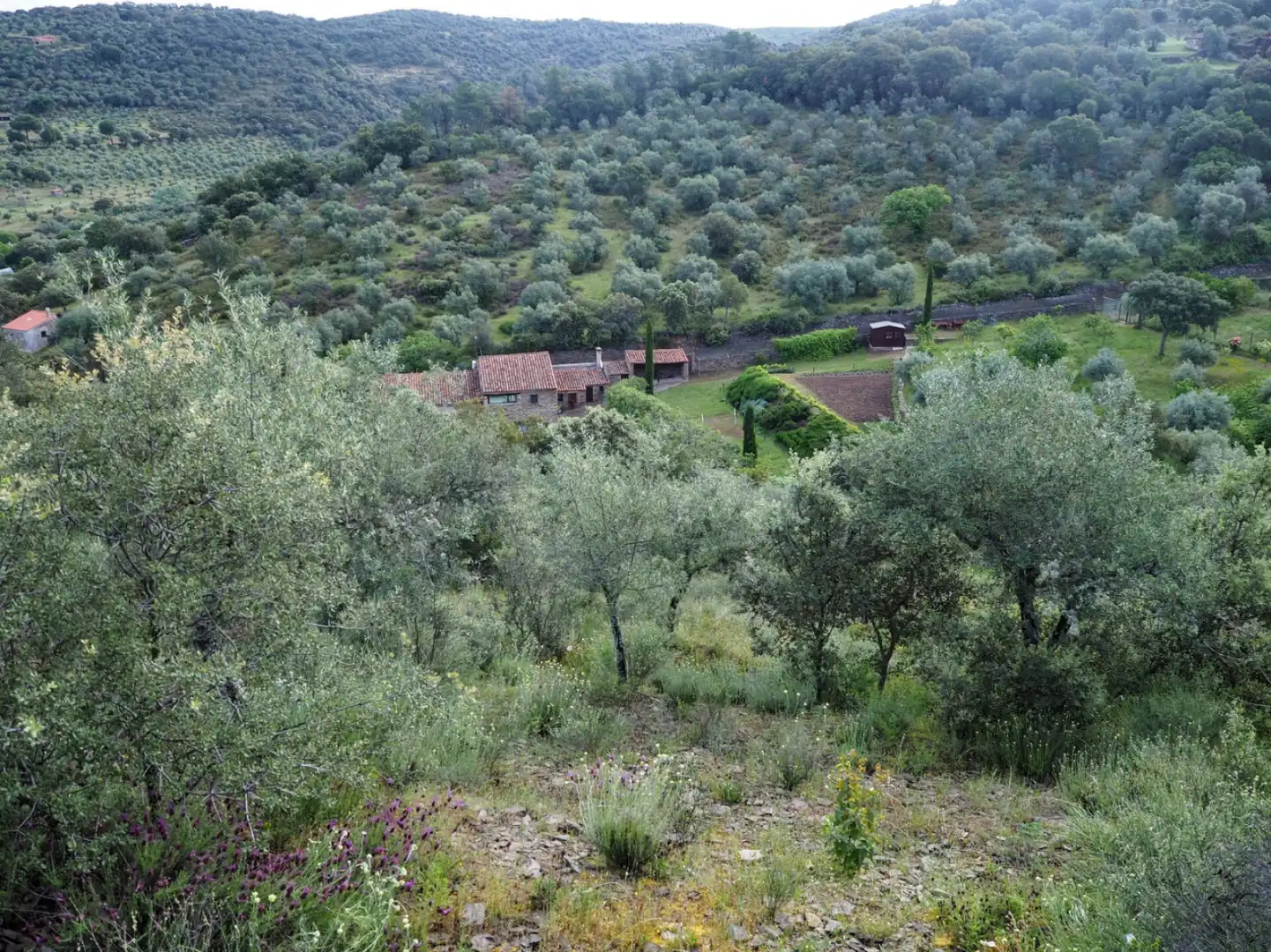Houses for sale in Madroñera - LAS ANIMAS, Madroñera