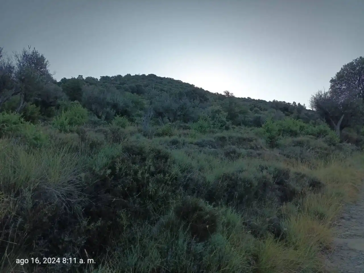 Land for sale in Isábena