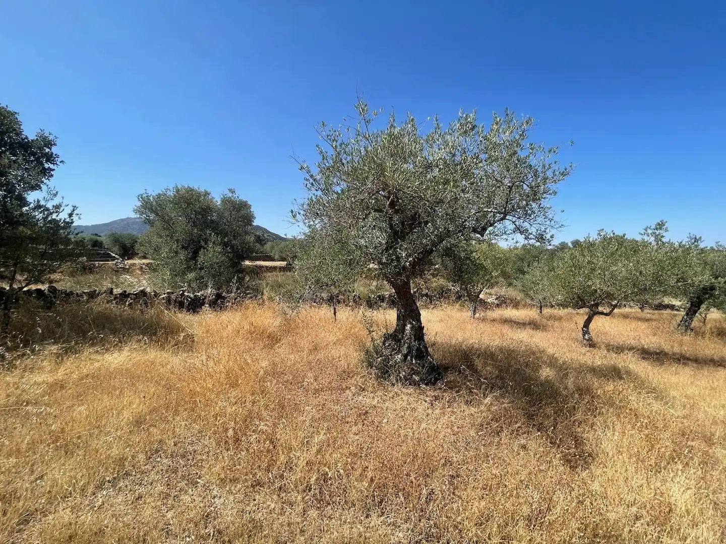 Terreni e lotti in vendita a Valdefuentes, imagen 8