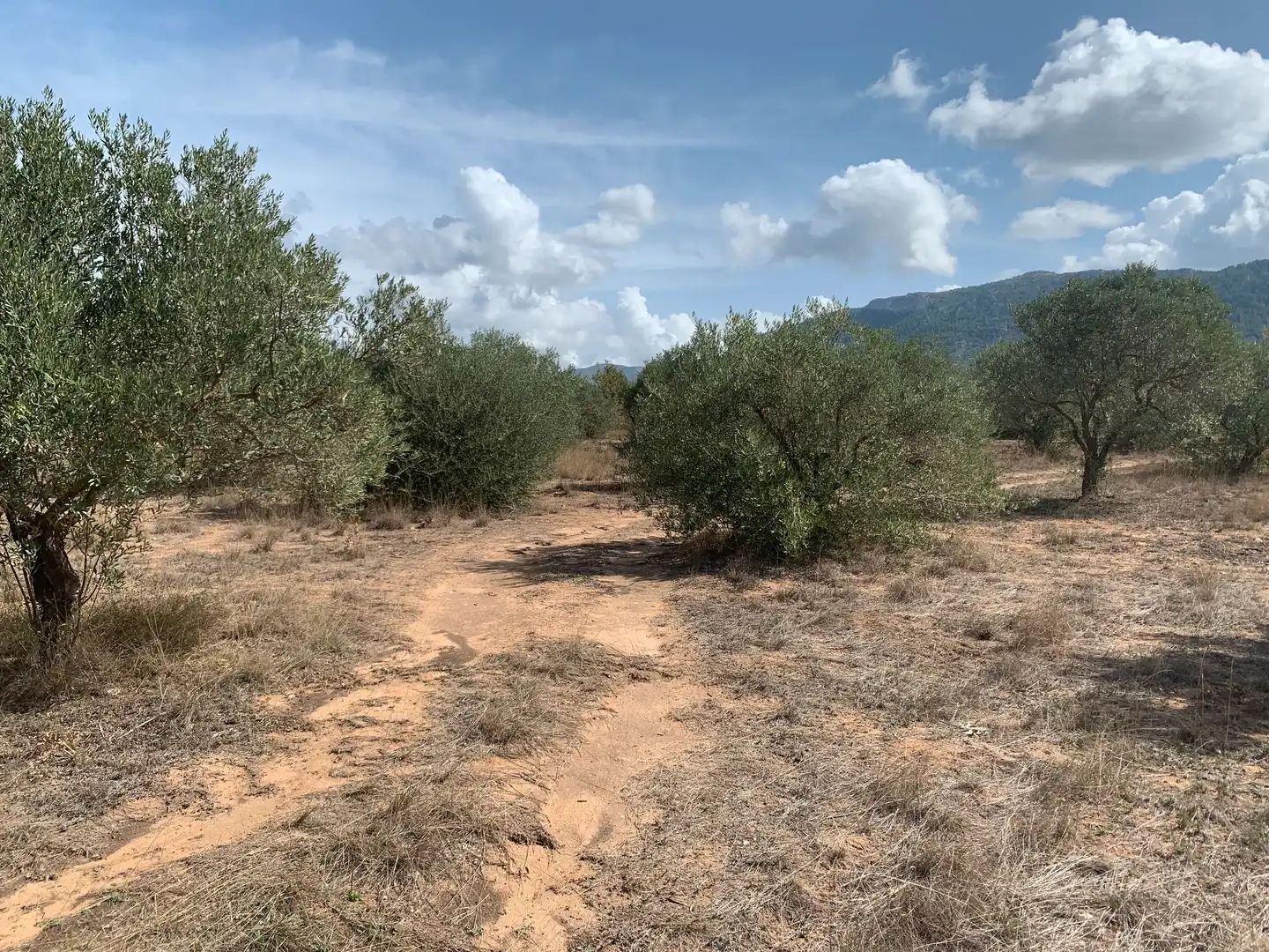 Rural land for sale in Las Tiesas, imagen 4