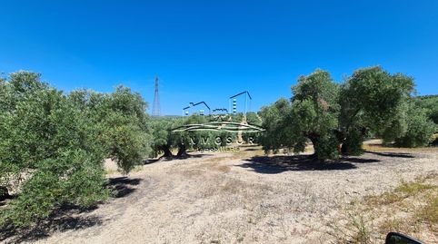 Finca de olivar en zona la Alcantarilla, imatge 3