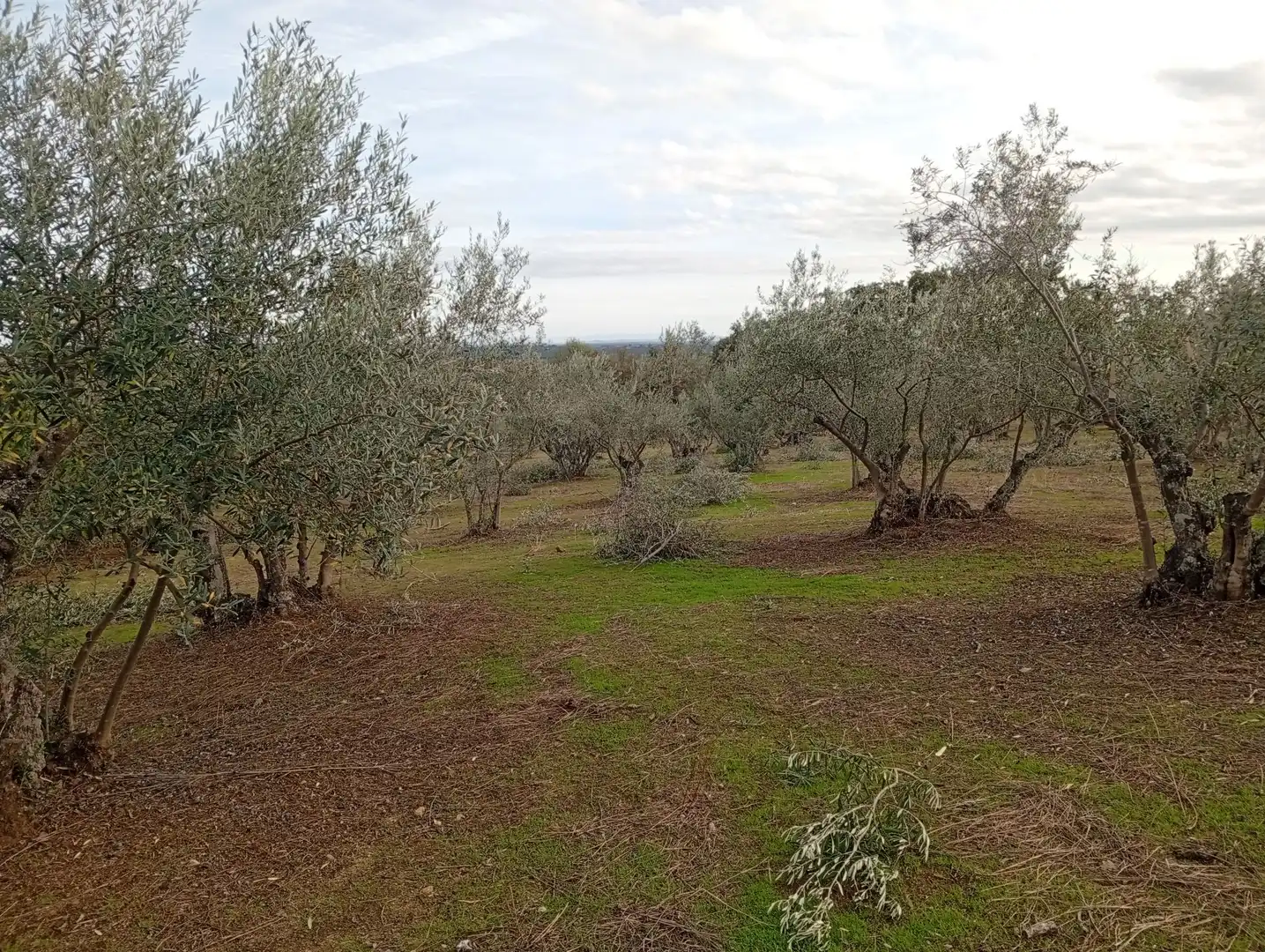 Terreni e lotti in vendita a Villanueva de la Vera, imagen 65