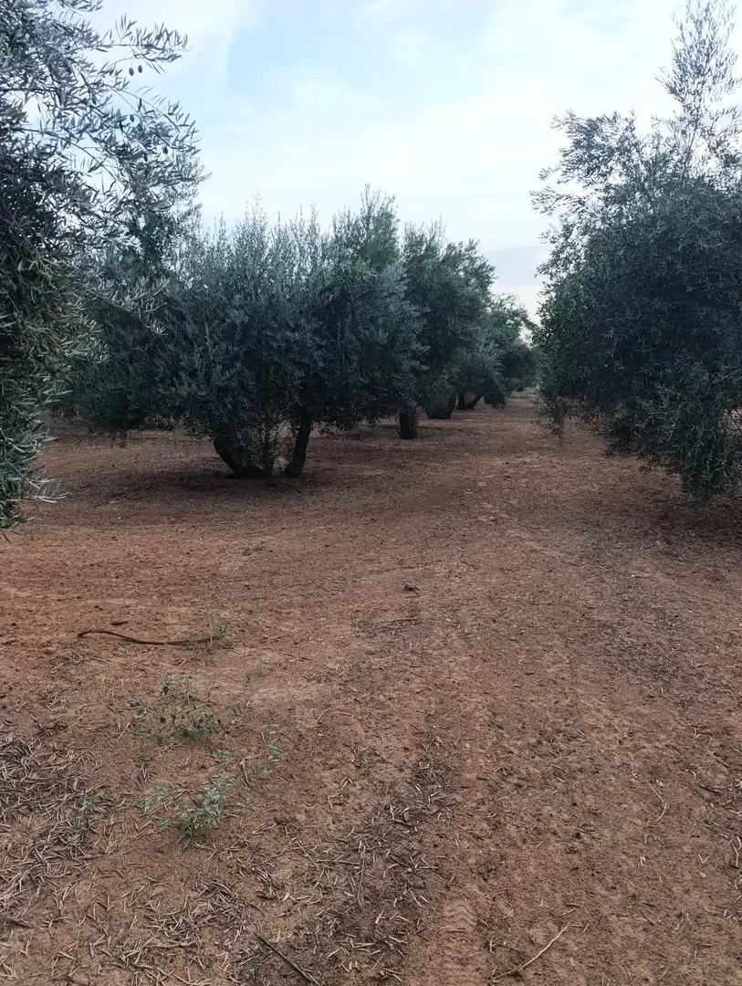 Terreni e lotti in vendita a Bailén, imagen 4