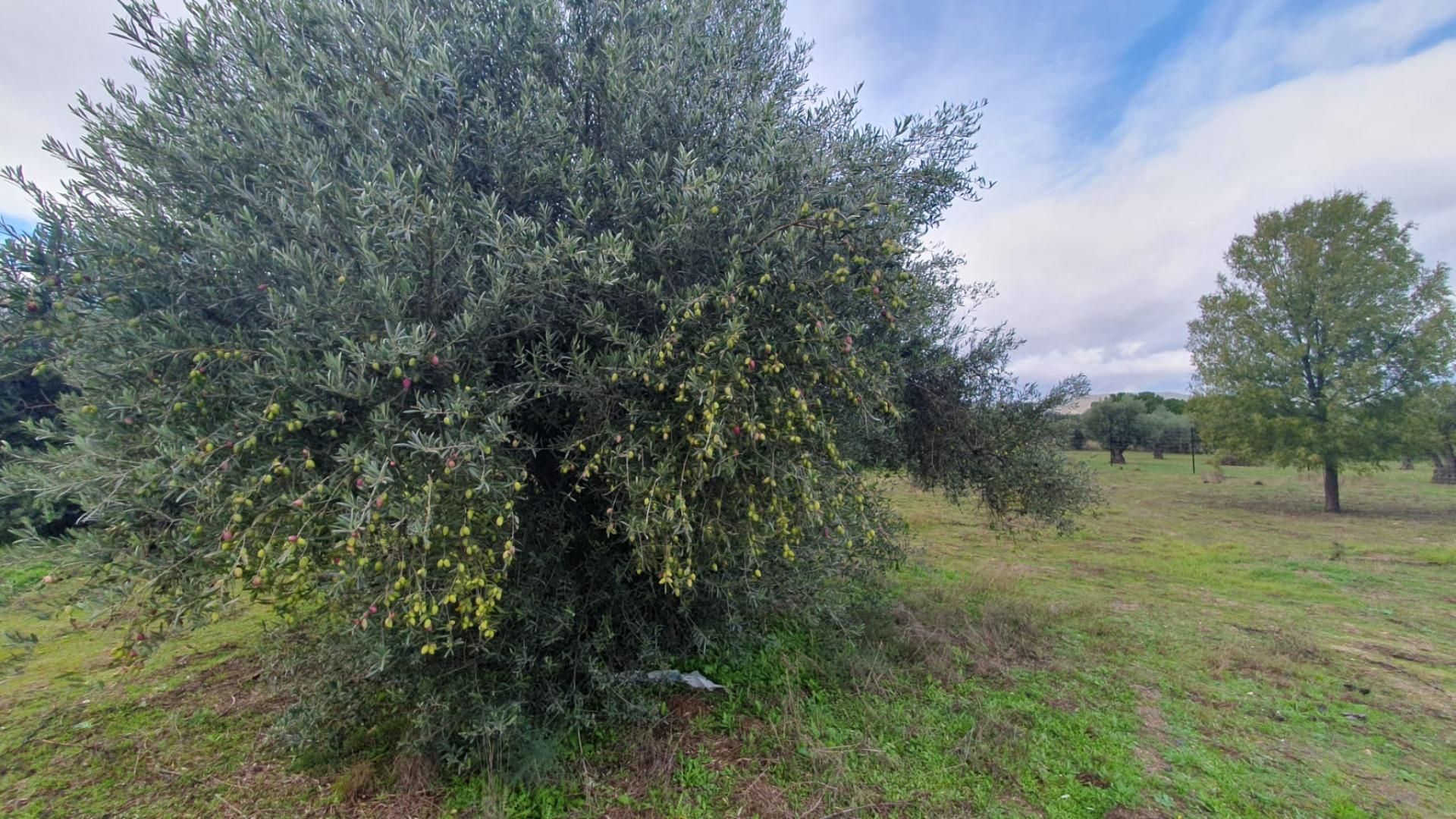 Finca rústica en venda a Aldea del Fresno
