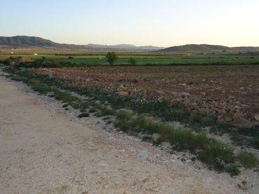 Terreno rustico in vendita a Yecla
