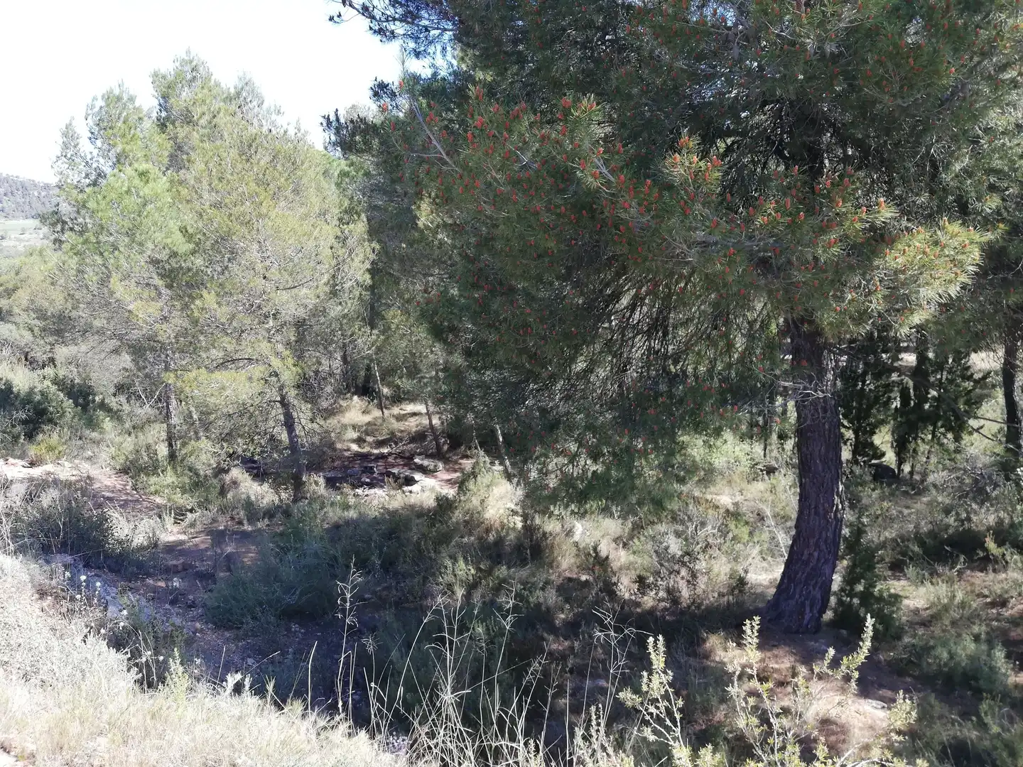 Residencial en venta en La Pobla de Claramunt