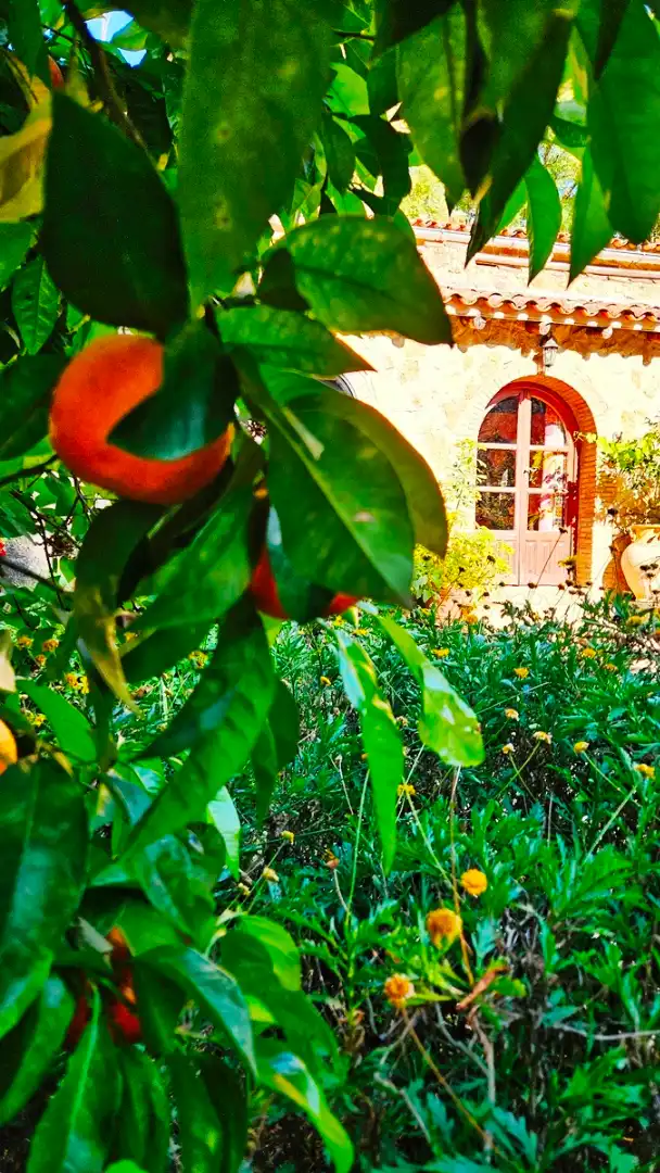 Jardín de Finca rústica en venta en Los Marines con Jardín privado, Terraza y Trastero