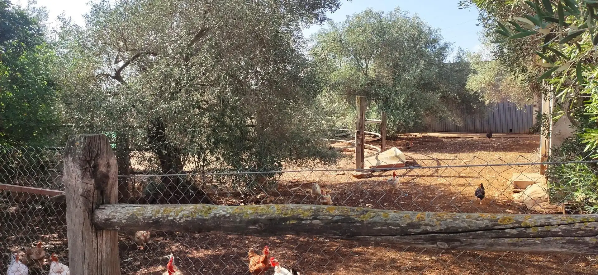 Finca rústica en venda a Eucaliptus - Poble Nou del Delta