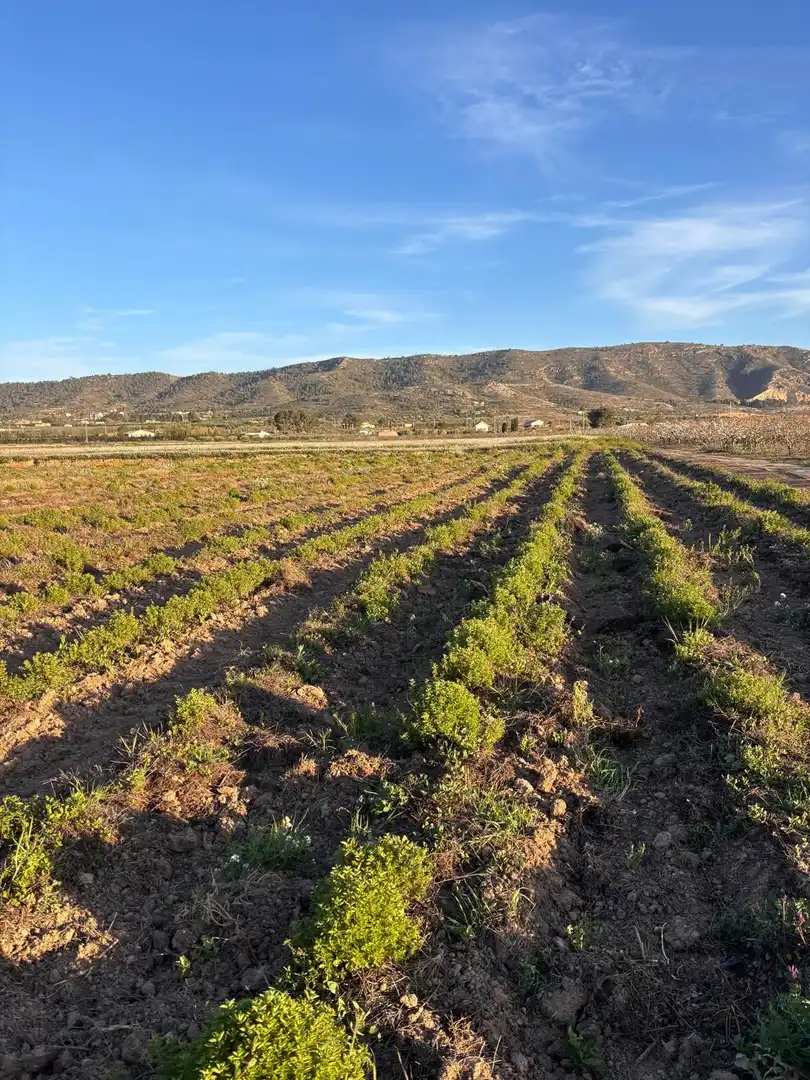 Terreno en venta en Villena