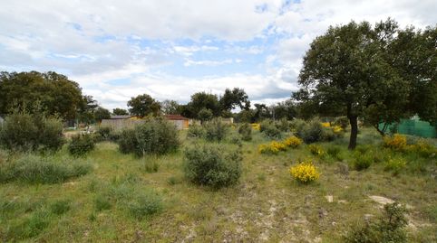 MAELLO, immagine 3