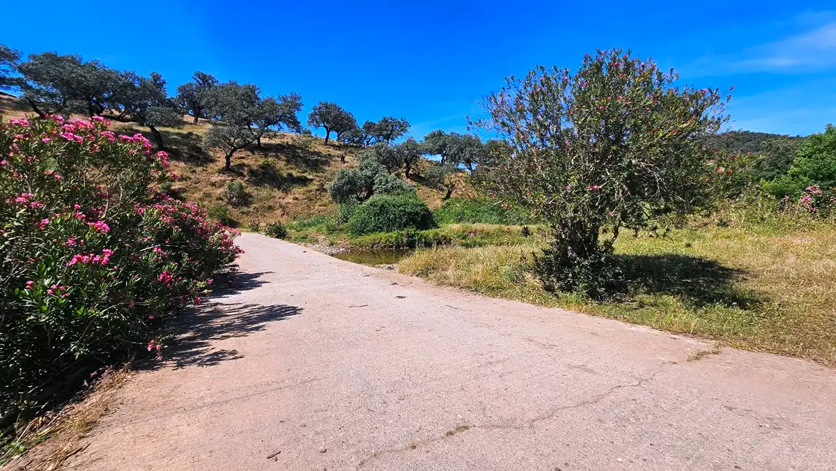 Terrenos y solares en venta en Aracena, imagen 50