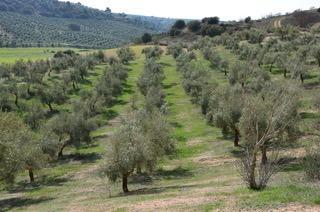 Foto 2 de Finca rústica en venta en Camino de Guadahortuna a Alamedilla, Guadahortuna, Granada