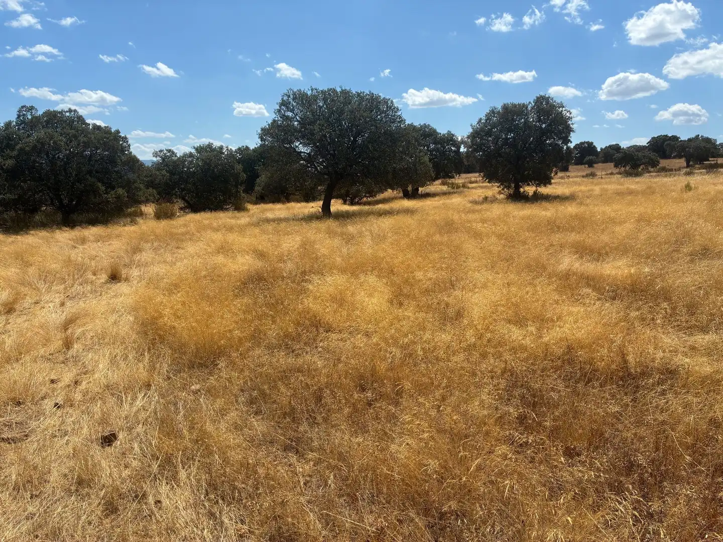 Terreno rustico in vendita a Mohedas de la Jara, imagen 22