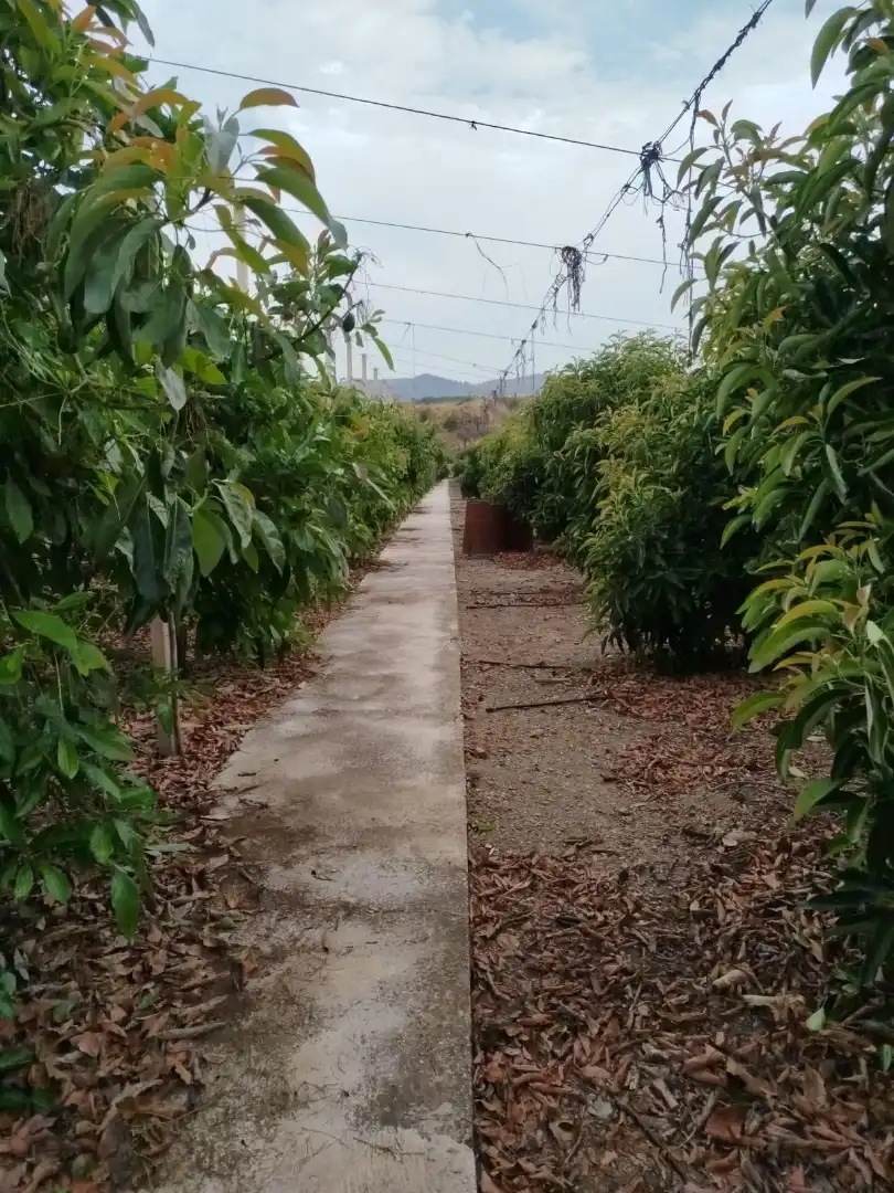 Terrain rustique à vendre à Vélez-Málaga ciudad, imagen 4
