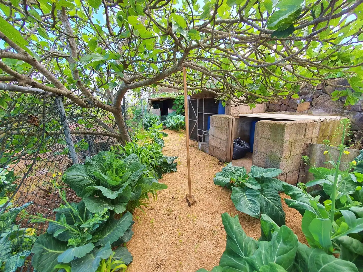Jardín de Finca rústica en venta en Icod de los Vinos con Jardín privado, Terraza y Trastero