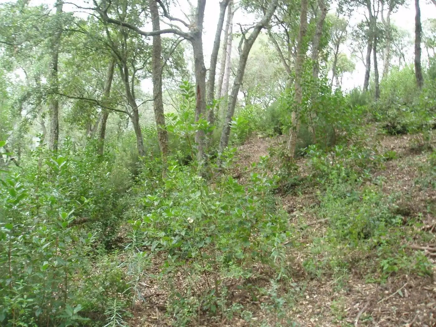 Residencial en venda en Santa Cristina d'Aro