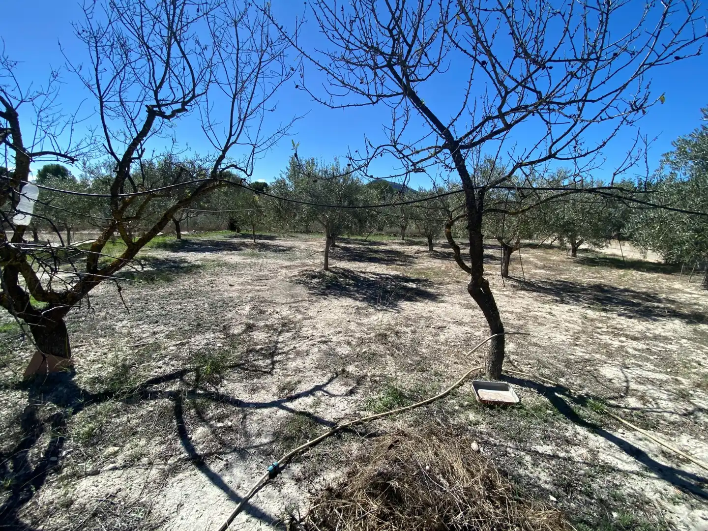 Country house with pool for sale in Sax, imagen 10