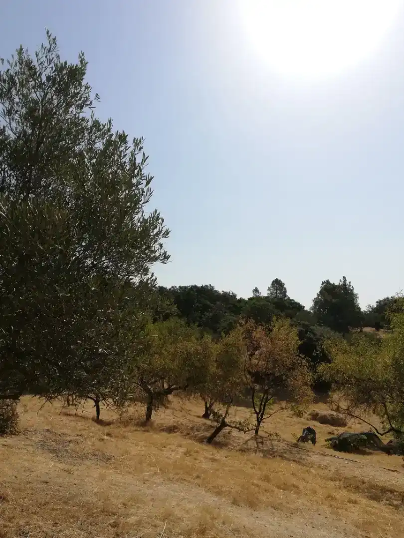 Finca rústica en venda en Plasencia amb Jardí privat, Traster i Piscina