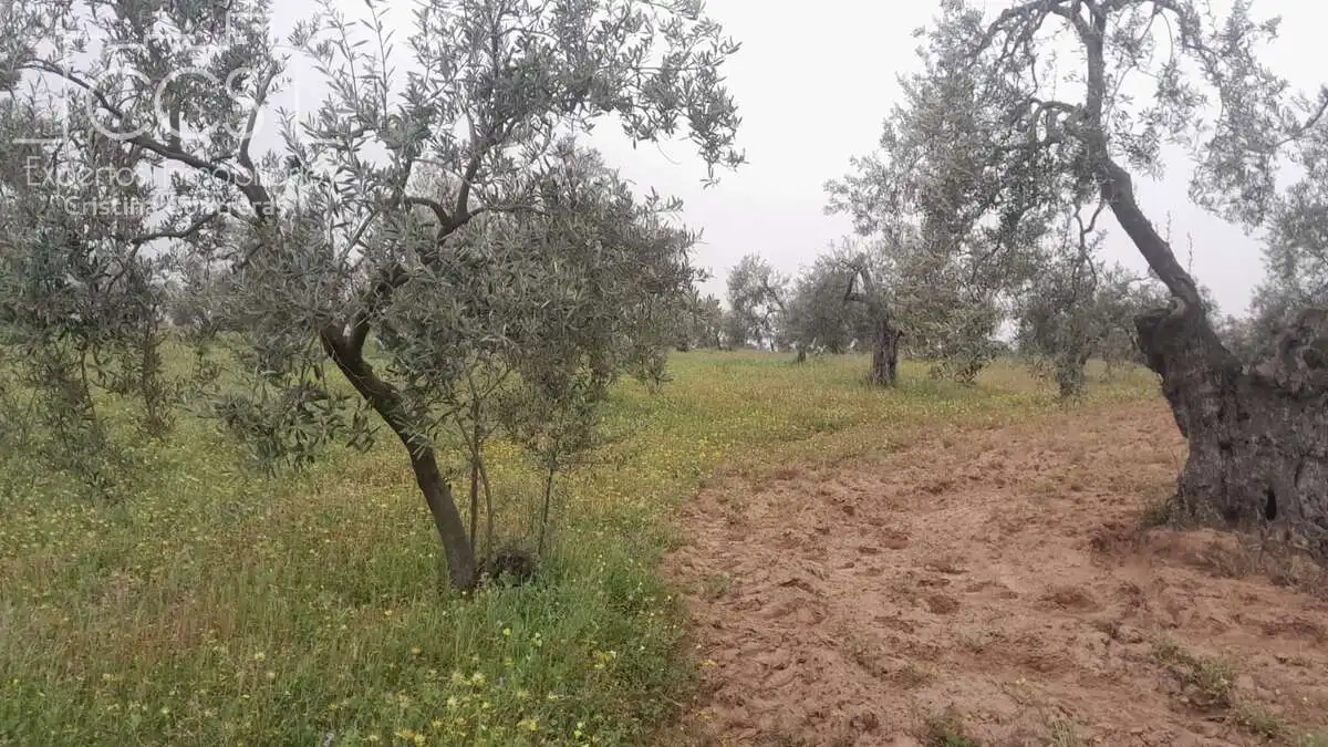 Terreni e lotti in vendita a Almonte ciudad, imagen 8