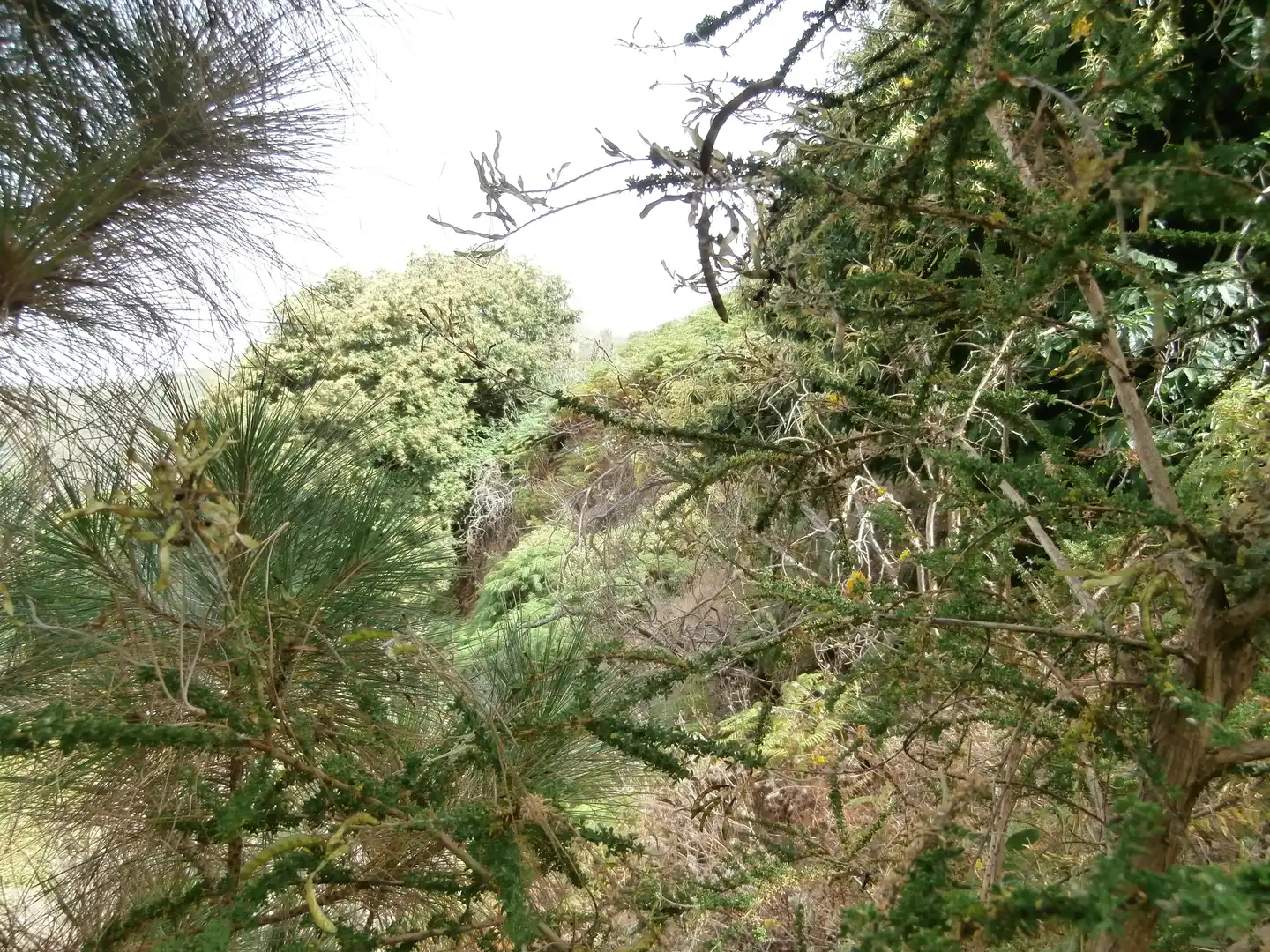 Finca rústica en venta en Camino Lomo el Marco, 41, Moya (Las Palmas)