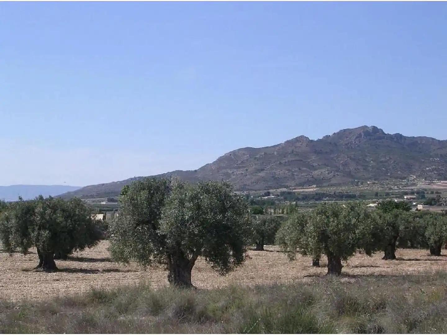 Rural land for sale in Las Tiesas, imagen 2