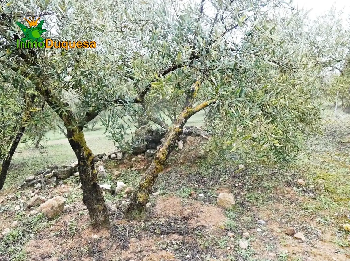 Casa rustica in vendita a Peligros, imagen 9