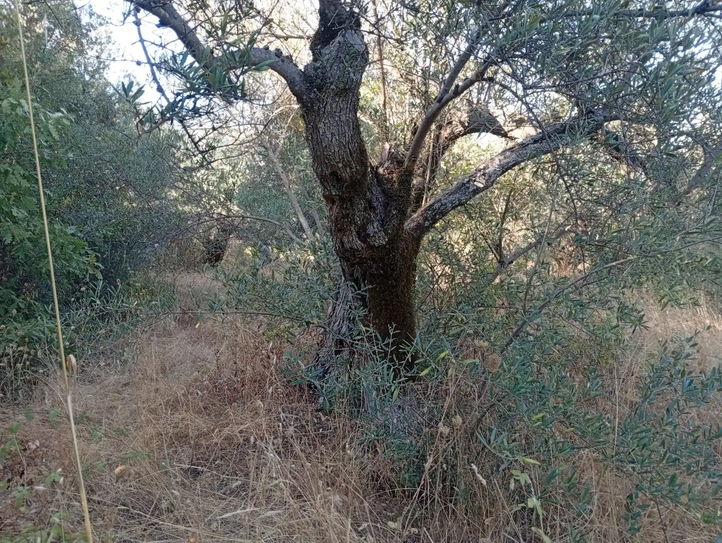 Terreni e lotti in vendita a Villanueva de la Vera, imagen 16