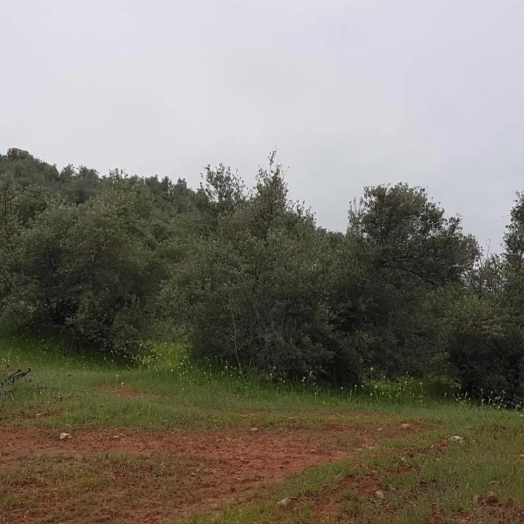 Terreni e lotti in vendita a Villanueva del Arzobispo, imagen 6
