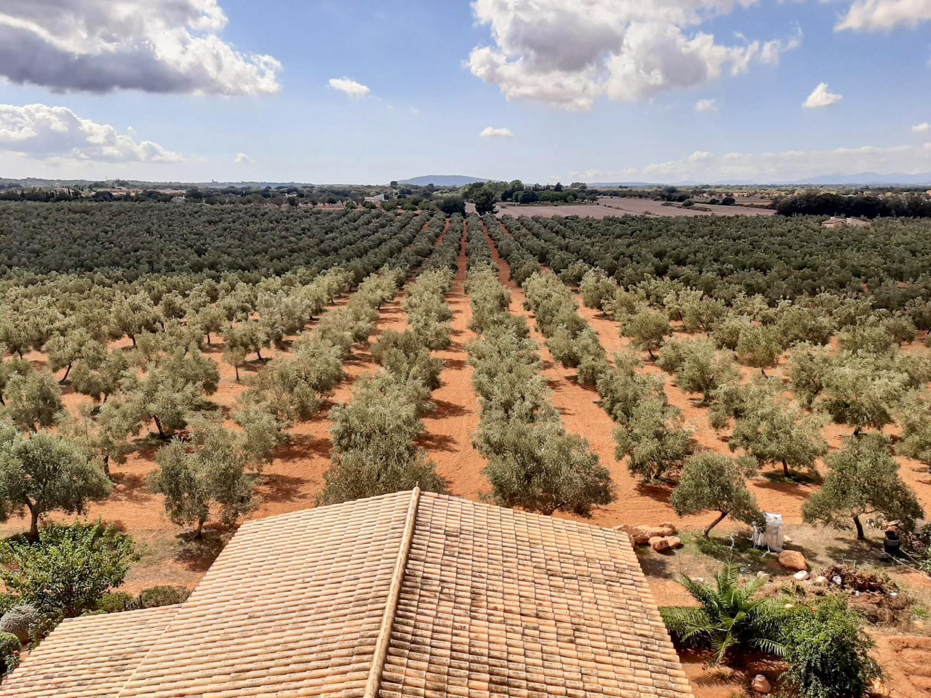 Garden of Premises for sale in Costitx