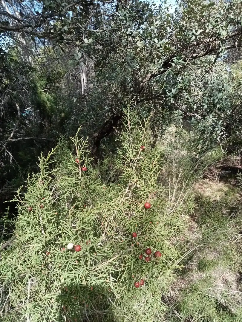 Residential land for sale in NUEVA SIERRA GJ, imagen 2