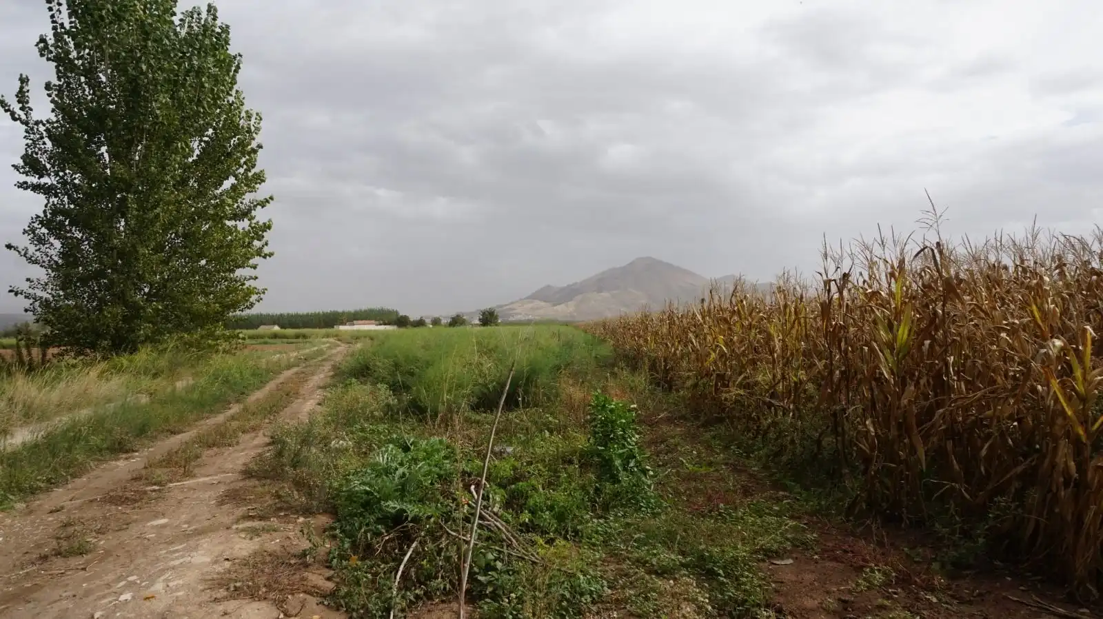 Rustikales Grundstück zum Verkauf in Pinos Puente, imagen 4