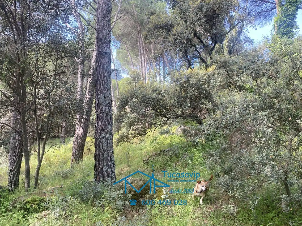 Terreni e lotti in vendita a Cebreros, imagen 16