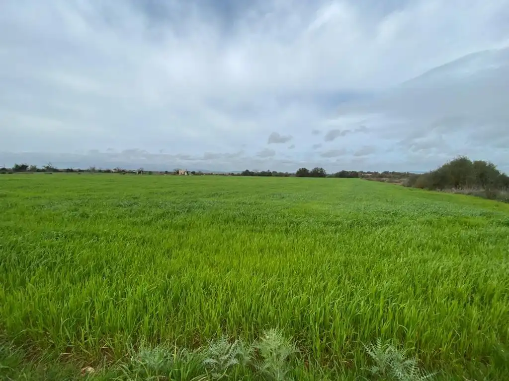 Rural land for sale in Felanitx Poble, imagen 8