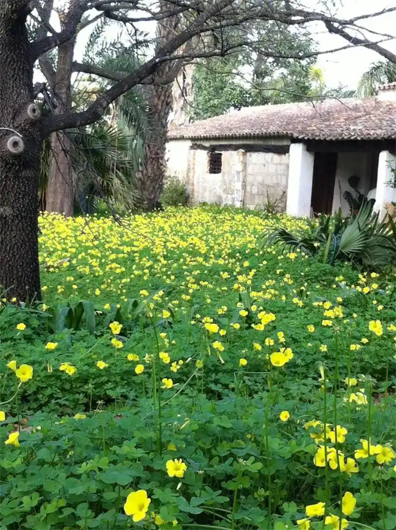 Jardín de Piso en venta en Dénia