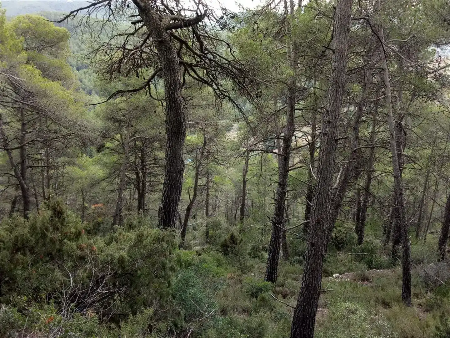 Exterior view of Land for sale in La Llacuna, Barcelona