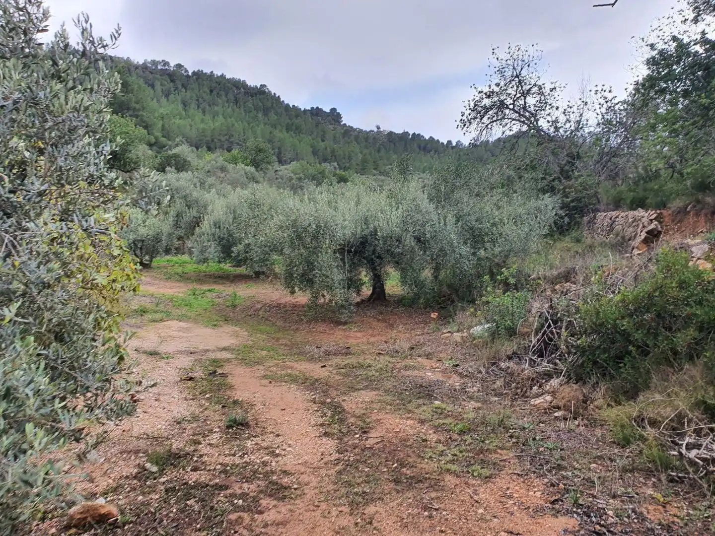 Maison à vendre à Benifallet, imagen 42